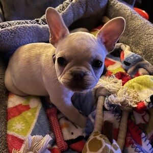 Meet your Posher, Asasialene